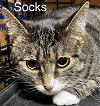 adoptable Cat in  named Socks