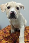adoptable Dog in osseo, MN named Hawk