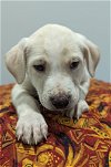 adoptable Dog in , MN named Baby Falcon
