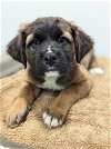 adoptable Dog in osseo, MN named Brida