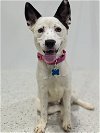 adoptable Dog in osseo, MN named Madonna