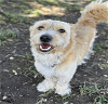 adoptable Dog in osseo, MN named Fortnight