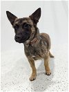 adoptable Dog in osseo, MN named Florence