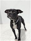 adoptable Dog in osseo, MN named Jolie