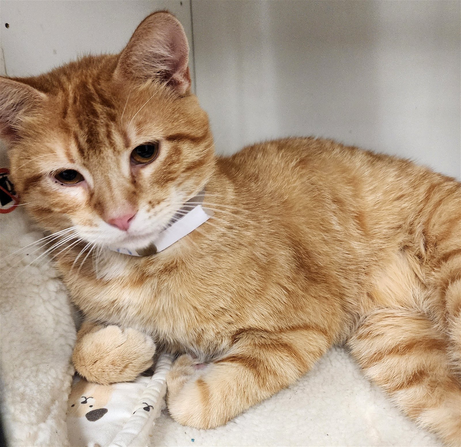 adoptable Cat in Osseo, MN named Sir Meowing Ton
