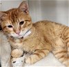 adoptable Cat in  named Sir Meowing Ton