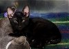 adoptable Cat in osseo, MN named Midnight