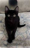 adoptable Cat in osseo, MN named Dynasty