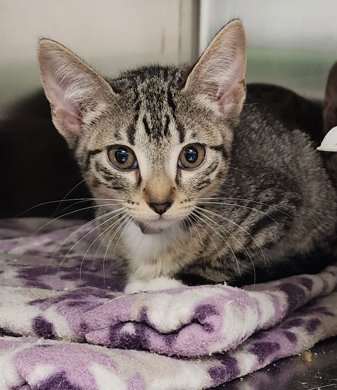 adoptable Cat in Osseo, MN named Scarlet