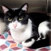 adoptable Cat in osseo, MN named Cheese Omal