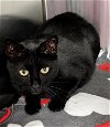 adoptable Cat in osseo, MN named Pretty Boy