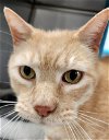 adoptable Cat in osseo, MN named Fettucini cat