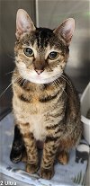 adoptable Cat in osseo, MN named Pretzel