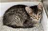 adoptable Cat in osseo, MN named Elixr