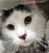 adoptable Cat in osseo, MN named King