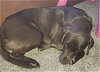 adoptable Dog in osseo, MN named Clover