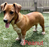 adoptable Dog in osseo, MN named Peanut