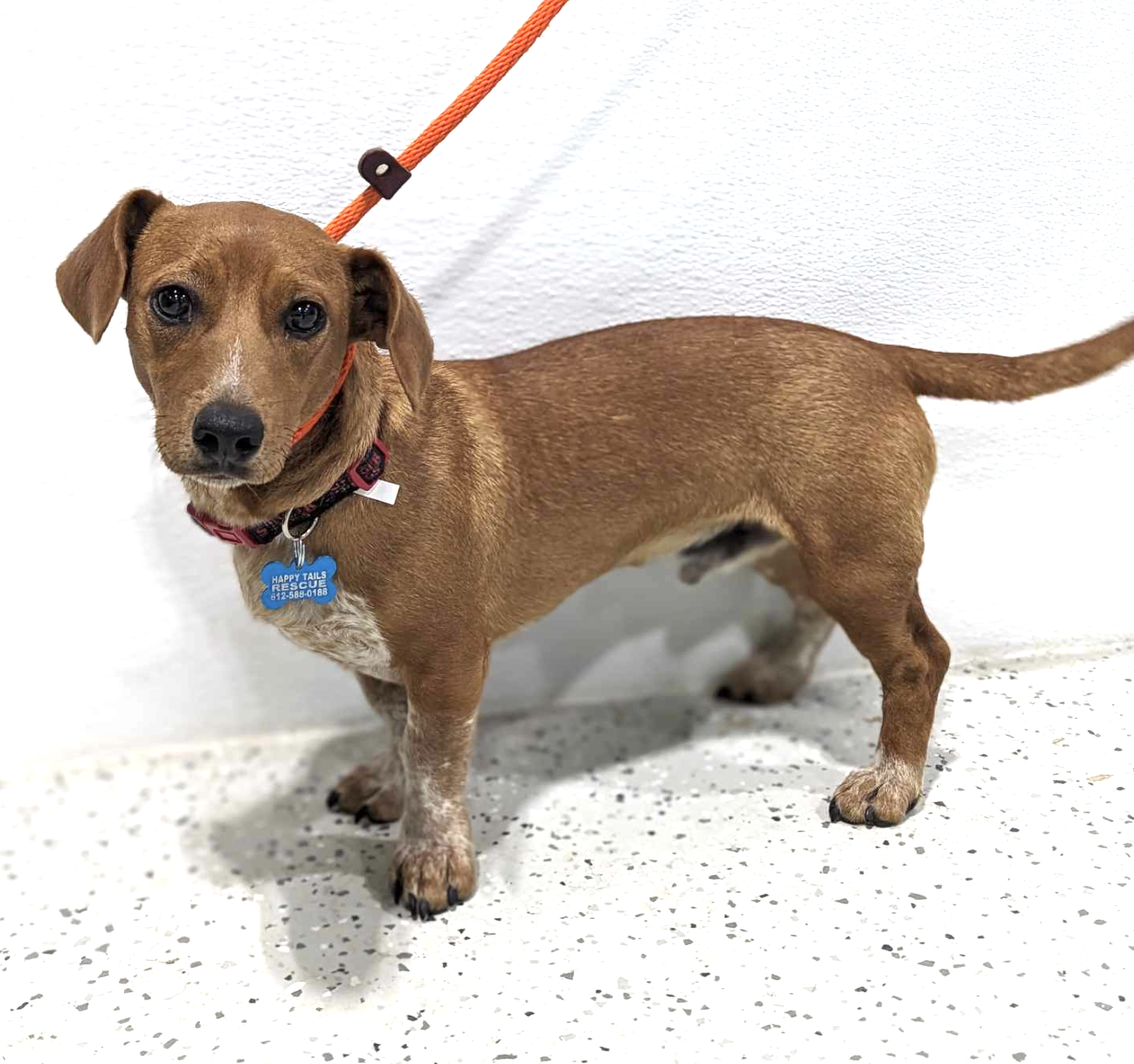 adoptable Dog in Osseo, MN named Peanut