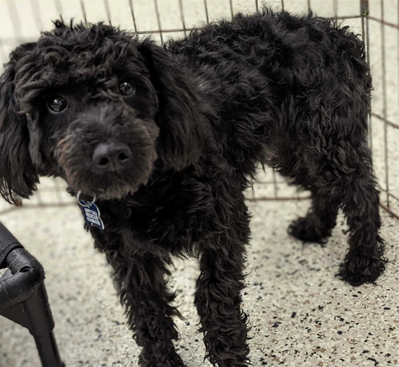 adoptable Dog in Osseo, MN named Fancy