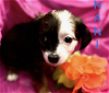 adoptable Dog in  named Nani