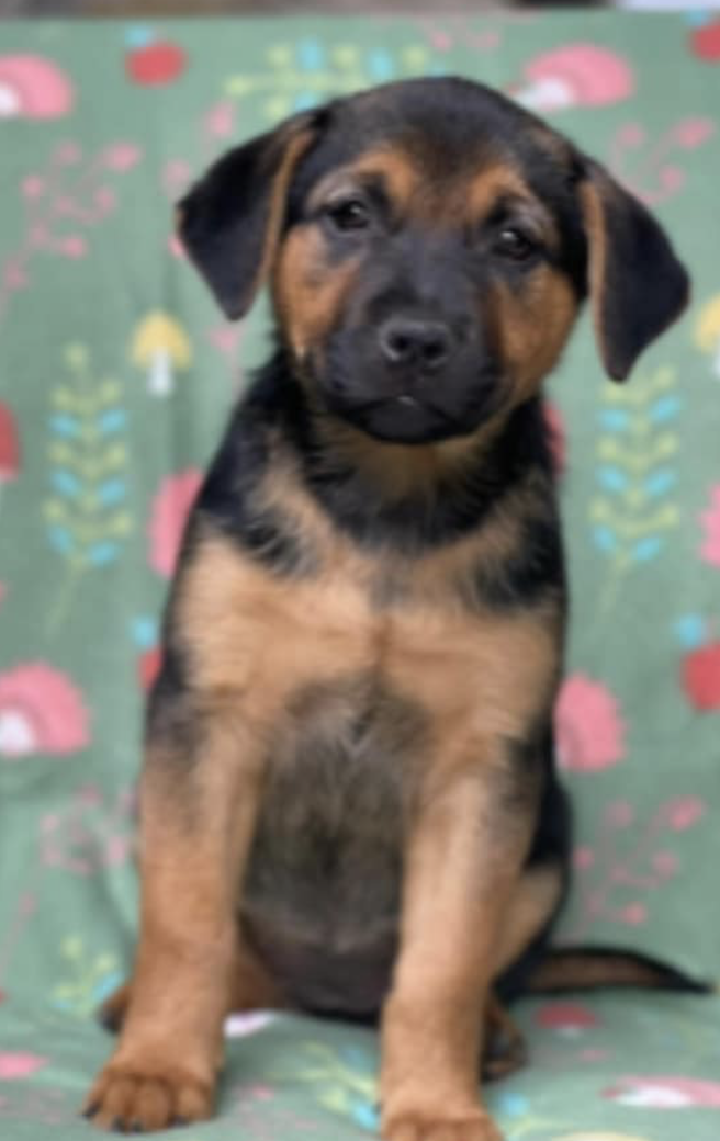 Dog for Adoption - Mocha, a German Shepherd Dog in Newport, MN | Alpha Paw