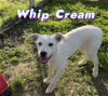 Whip Cream
