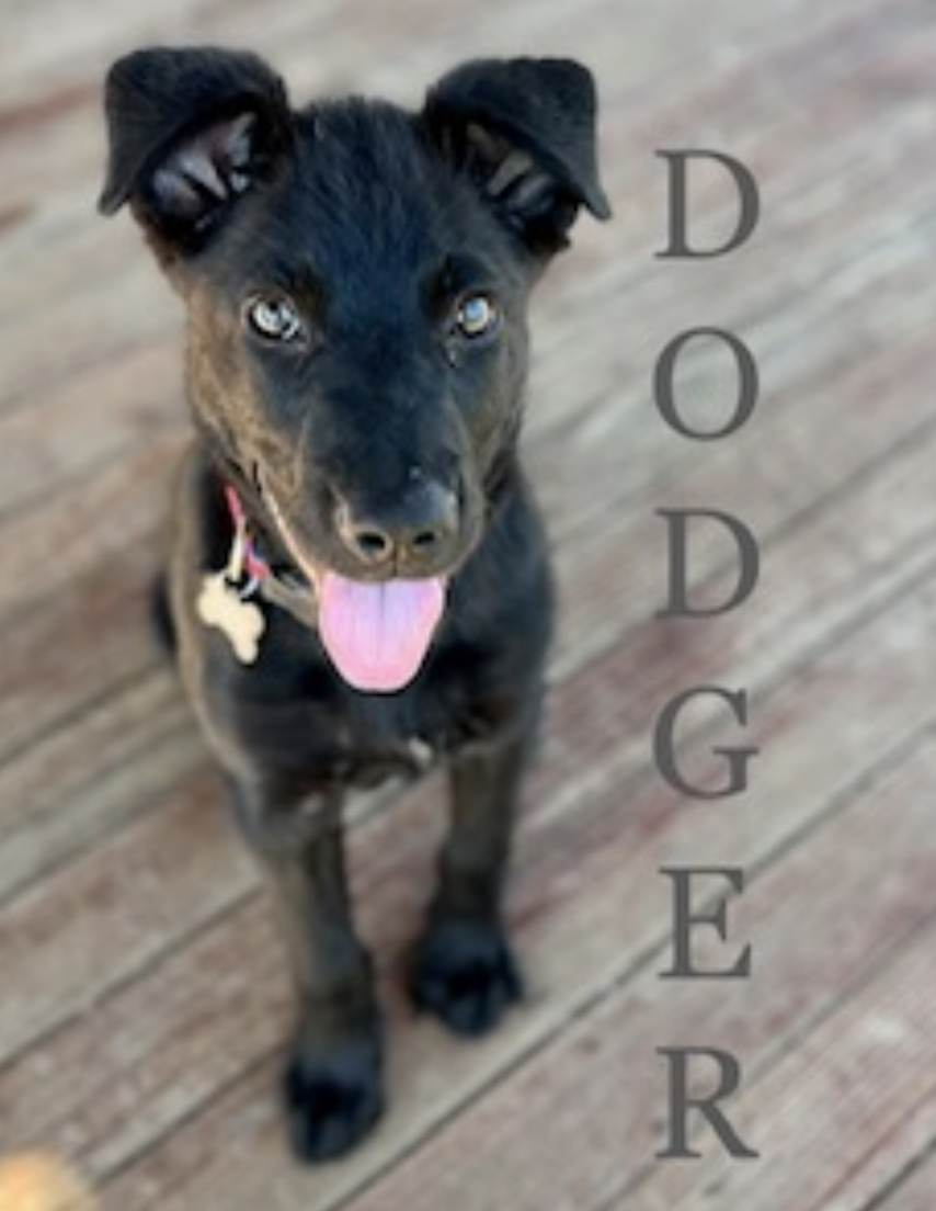 adoptable Dog in Osseo, MN named Dodger