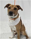 adoptable Dog in , MN named Axel