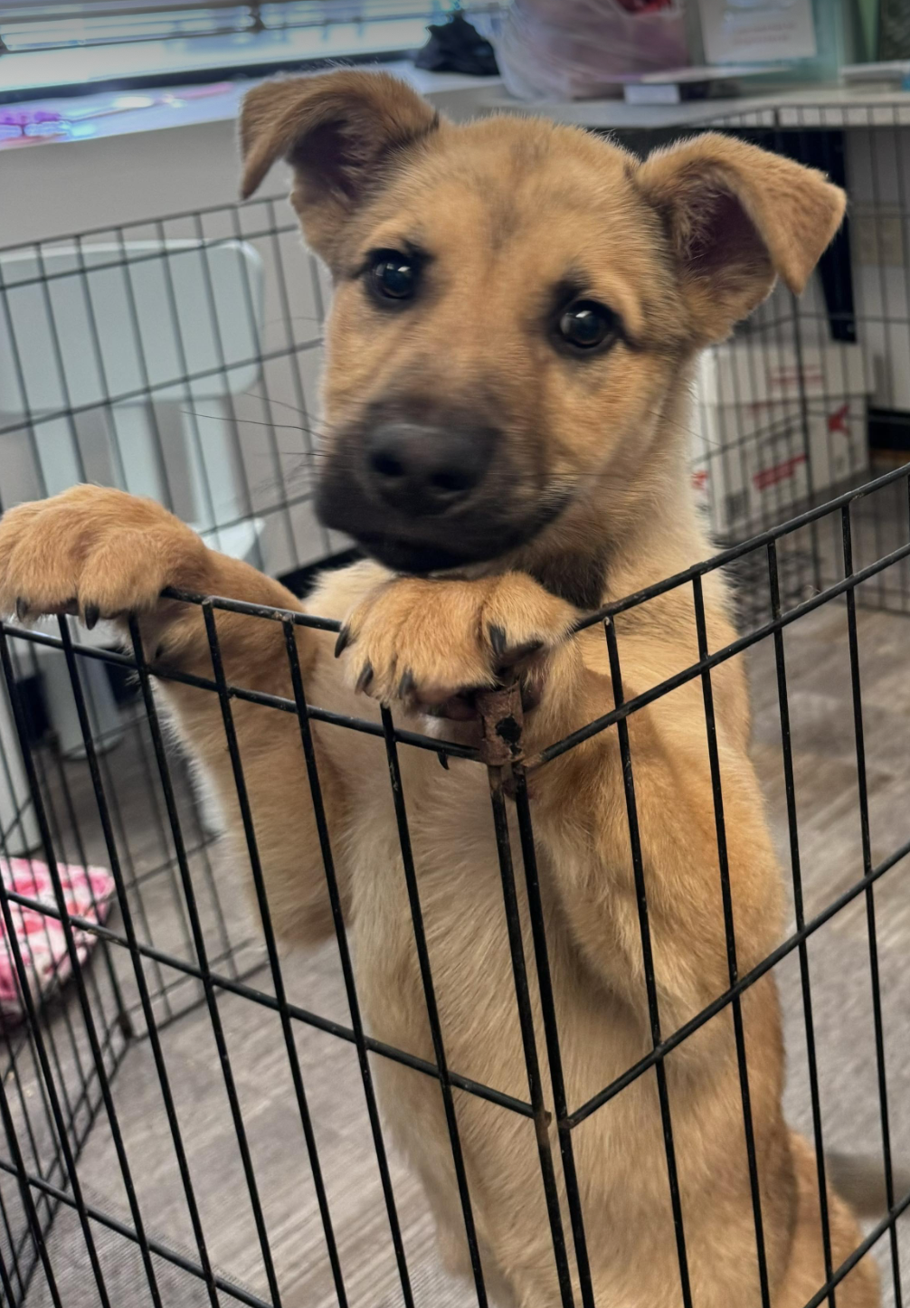 Dog for Adoption - Gouda, a German Shepherd Dog in Eden Prairie, MN ...