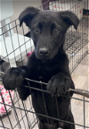 adoptable Dog in osseo, MN named Fondue