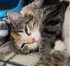 adoptable Cat in osseo, MN named Loopie