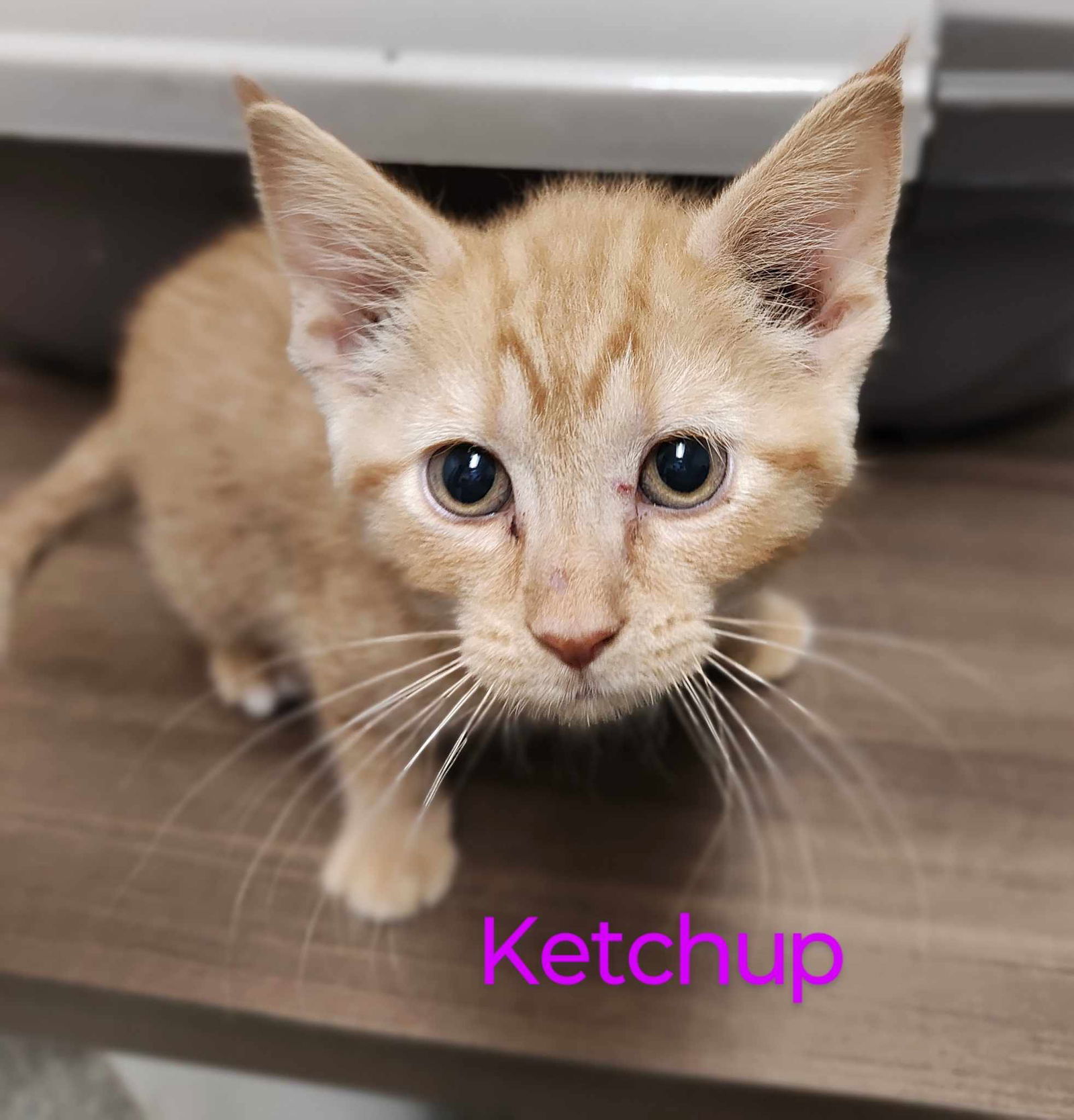 adoptable Cat in Osseo, MN named Ketchup