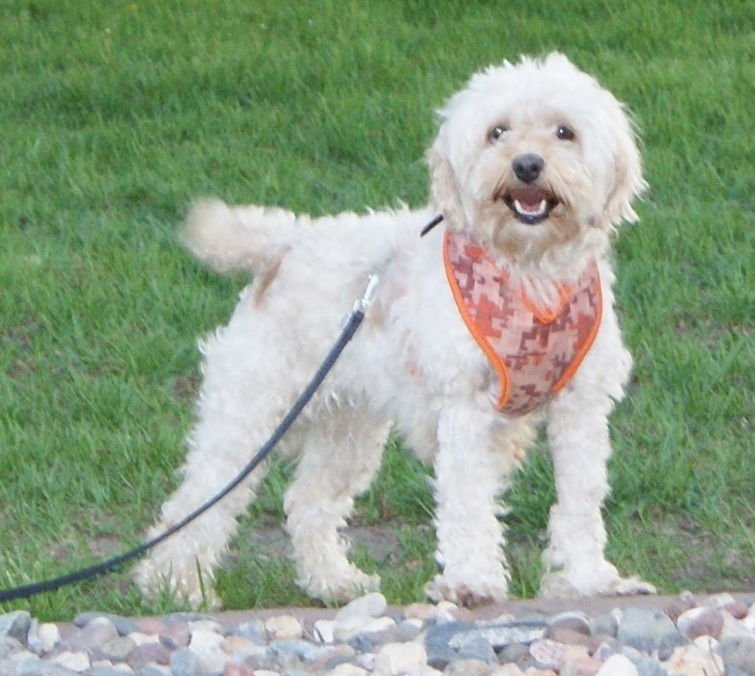 Cockapoo and maltese store mix