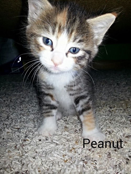 Peanut