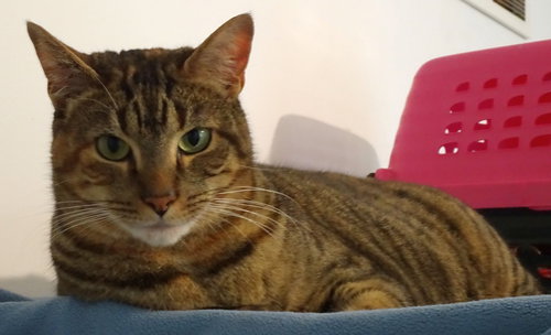 LUCY - Domestic Short Hair available for adoption
