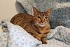 adoptable Cat in langhorne, PA named Lucy