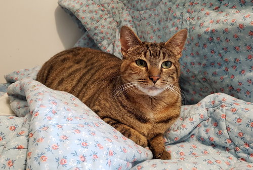 LUCY - Domestic Short Hair available for adoption