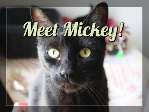 Photo 6 of Mickey