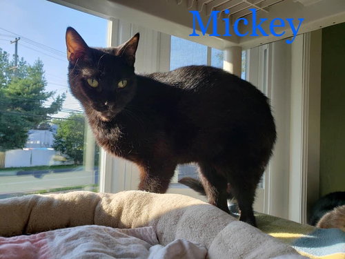 Photo 4 of Mickey