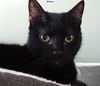 adoptable Cat in langhorne, PA named Mickey