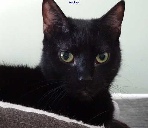 MICKEY - Domestic Short Hair available for adoption