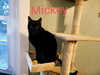 Mickey - Photo 3