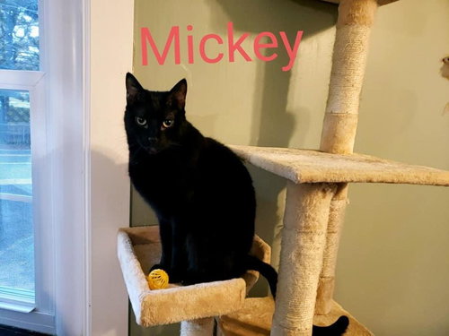 Photo 3 of Mickey