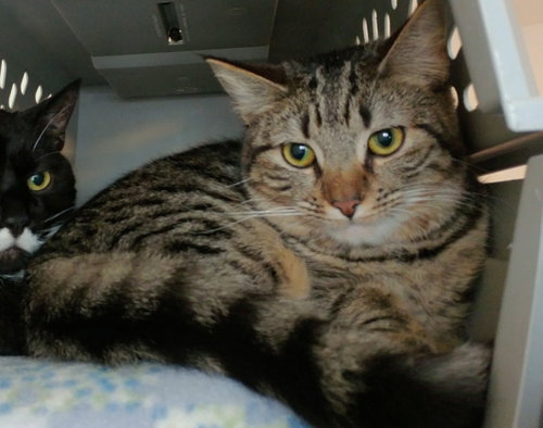 Photo 3 of Brownie