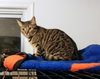 Brownie - Photo 2