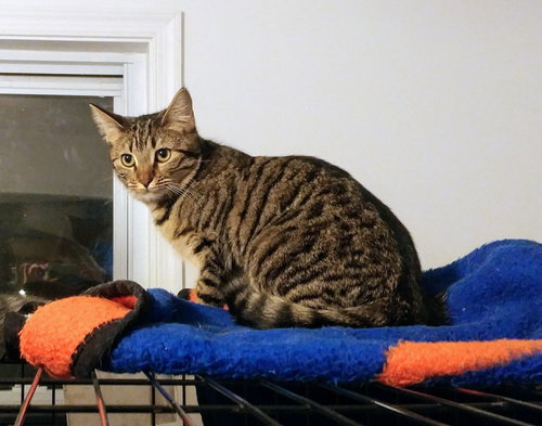 BROWNIE - Domestic Short Hair available for adoption