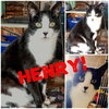 Henry - Photo 6