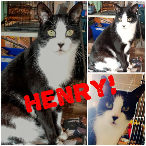 Photo 6 of Henry