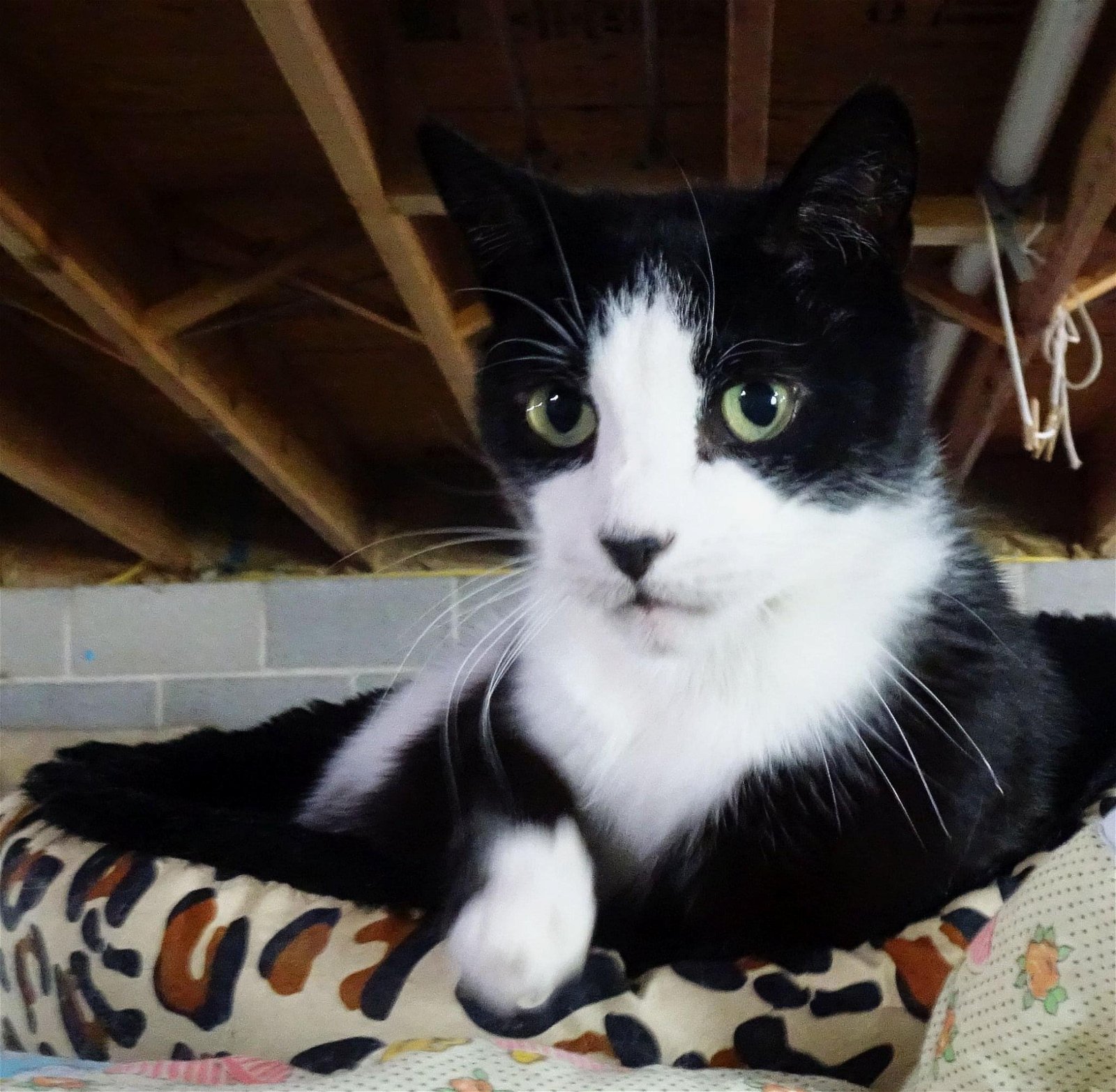 adoptable Cat in Langhorne, PA named Henry