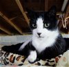 adoptable Cat in , PA named Henry